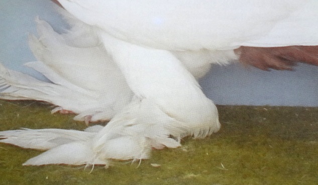 Az Alföldi buga sarkanytúja