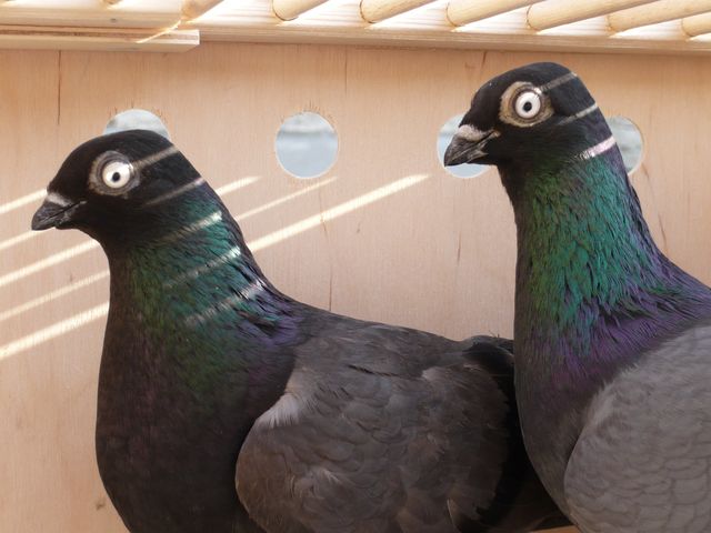 Egri kék keringő Tóvízi Róbert tenyésztő képe