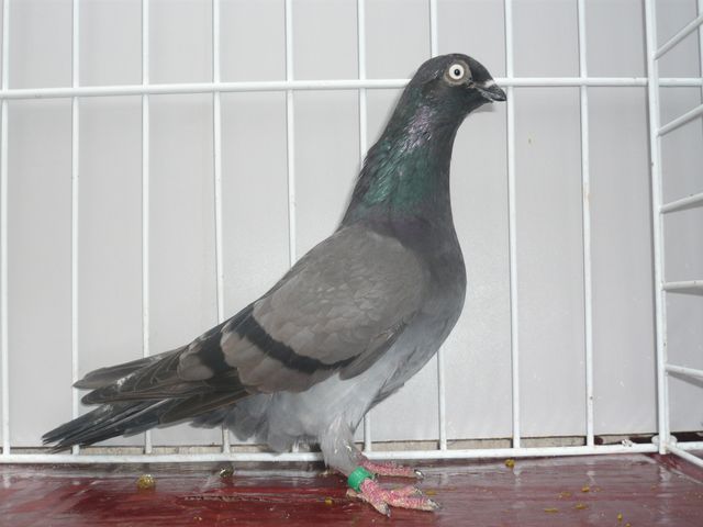 Egri kék keringő_Tóvízi Róbert tenyésztő képe 