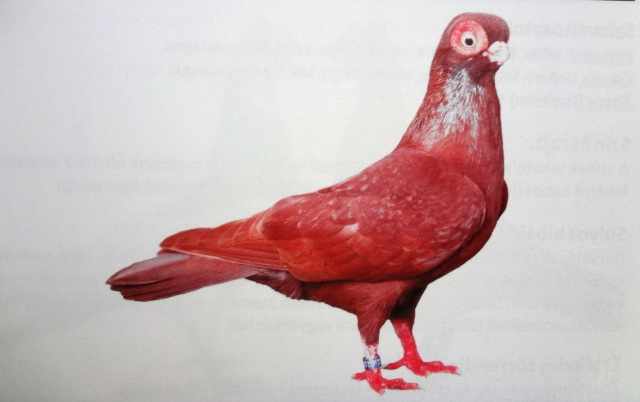 Bécsi rövidcsőrű