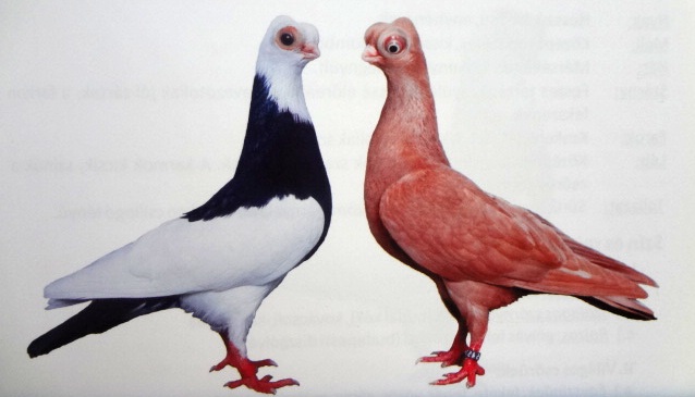 Budapesti rövidcsőrű