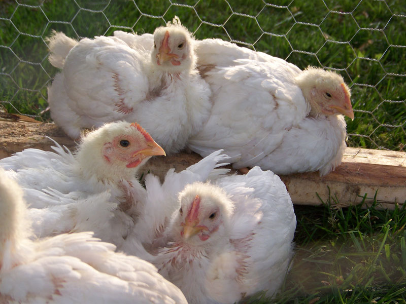 Thunder Circus / Flickr.com