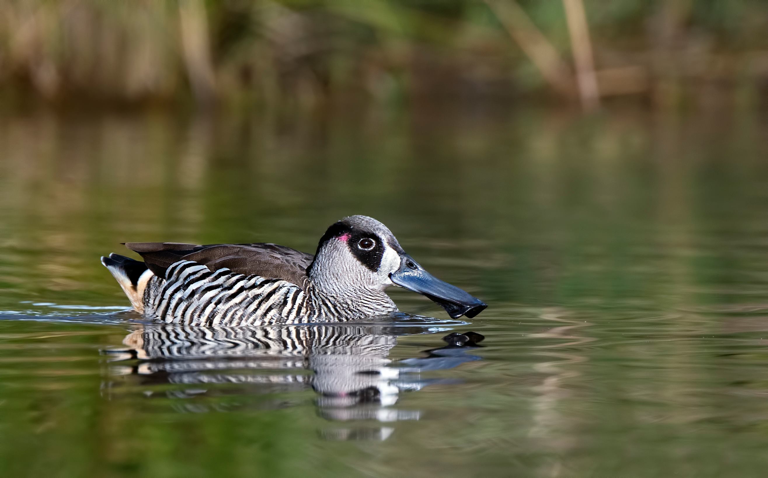 image from A hét képe / lapátcsőrű réce